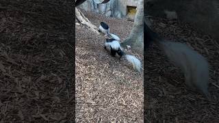 Colobus monkey🇨🇦canada calgary albertacanada animals [upl. by Cirek]