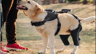 Adjustable Knee Brace for Dogs Back Leg Hinged Dog Knee Brace for Torn ACL Hind Leg Review [upl. by Dayna]