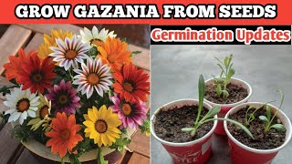 How to Grow Gazania by Seeds  Seeds Germination Updates  Winter Seeds Germination [upl. by Hahn459]