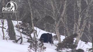 Kamchatka Bear 2014 trailer [upl. by Sahpec]