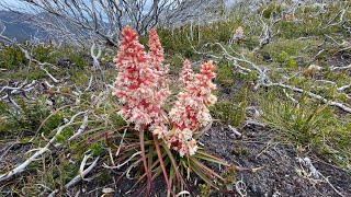 The Needles Southwest Tasmania part 2 A look at the plants [upl. by Yoshio576]