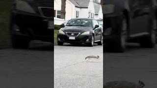 Adorable Squirrel Crossing the Street shorts squirrel [upl. by Esiralc]