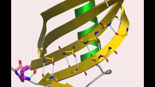 Cystatin A protein that flips out [upl. by Alrats451]