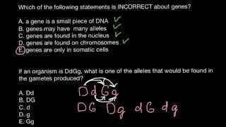 Gamets genes chromosomes [upl. by Gael530]