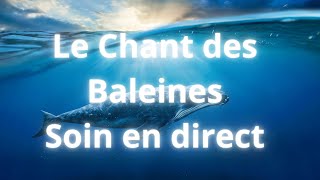 Le Chant des Baleines Soin en direct [upl. by Cia]