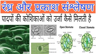 stomata and process of photosynthesis In Hindi [upl. by Ailelc]