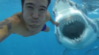 🦈Shark attack caught live on camera 😱😱 Great white Shark attacks swimmer Shark attack video [upl. by Gussy]