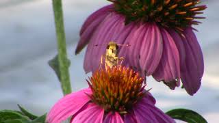 82424 Found a Skipper Butterfly near Cincinnati [upl. by Sung]