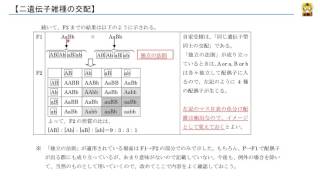 二遺伝子雑種の交配 【高校生物】 [upl. by Ahtis]