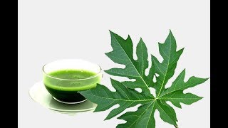 How to make Papaya leaf juice for curing dengue fever [upl. by Socher]