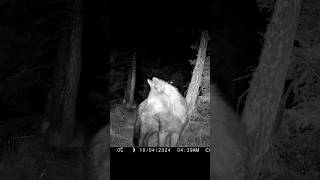 The Wolf Pack Howls yukonwildlife [upl. by Luhar]