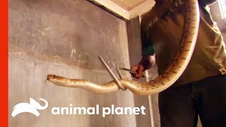 Snake Catcher Rescues One Of The Deadliest Snakes In Asia  Raw Nature [upl. by Winola]