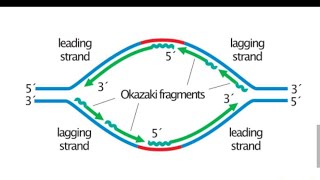 What are Okazaki fragments Why they are formed [upl. by Nosle]