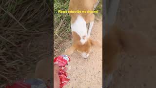 shorts ytshots animals petlover dogs streetdog funny journey subscribemychannel [upl. by Ranzini]