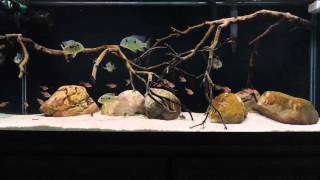 75 Gallon Gymnogeophagus Balzani 2 Month Update [upl. by Masao]