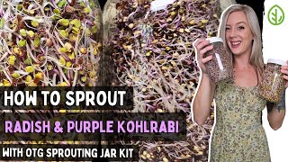 Sprout Purple Kohlrabi amp China Rose Radish at Home Easy Jar Kit Method [upl. by Ardnoik]