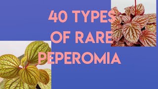 Types of PeperomiaRare varieties of Peperomias [upl. by Kora]