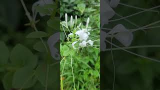 Cleome gynandra [upl. by Benny]