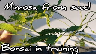 Unconventional Mimosa Bonsai project [upl. by Rellim]