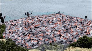 LOT OF LIVE RUPCHANDAPACU FISH CATCHING AT LAKE [upl. by Nolat]