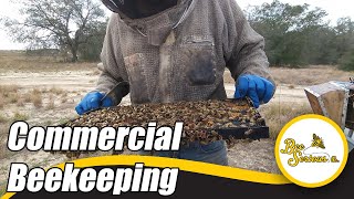 What It Takes To Be A Commercial Beekeeper  Beekeeping Orlando Florida  Blueberry Pollination 2023 [upl. by Walworth]