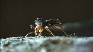 Bombardier beetle  filmed 2009 [upl. by Mayda710]