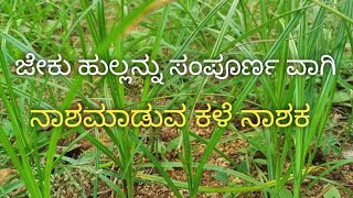 ಜೇಕುತುಂಗೆಕಳೆ ನಾಶಕ Nutgrass herbicide  cyperus rotundus by ksrchannel [upl. by Adalia229]