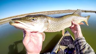 Spinnerbait Pike Fishing [upl. by Hamburger]