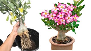 Adenium Repotting Tips and Tricks for Success [upl. by Tennies]