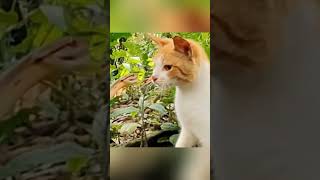 Gatos vs Serpientes ¿Quién Reacciona Más Rápido 🐱🐍 [upl. by Burman489]