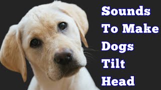 Dog Sounds To Make Them Tilt Their Head [upl. by Aicenat]