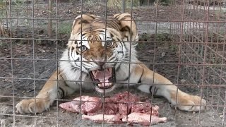 Feeding Time With The June Birthday Big Cats [upl. by Raymonds886]