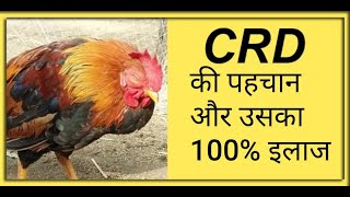 crd के लक्षण और इलाज  पोल्ट्री में crd का नियंत्रण Crd disease and medicine and treatment [upl. by Aevin]