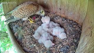 Falcon nestbox 2024 full story 6 chicks raised [upl. by Ludovika]