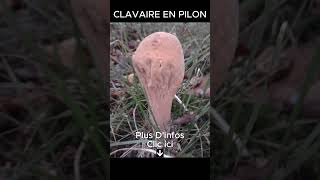 𝐂𝐋𝐀𝐕𝐀𝐈𝐑𝐄 𝐄𝐍 𝐏𝐈𝐋𝐎𝐍 Plus Dinfos Clic ici 🌲🍄🌳 [upl. by Idnem363]