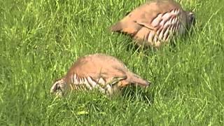 Redlegged Partridge at Treraven Meadows [upl. by Newol964]