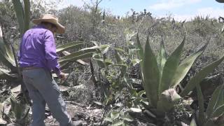 Tlachiqueando Arranque y poda del maguey Parte 4 [upl. by Bowden]