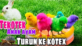 TEK KOTEK KOTEK  ANAK AYAM TURUN KE KOTEX  LAGU ANAK  TERLARIS TERPOPULER [upl. by Llahsram]