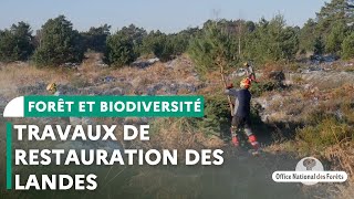 Travaux de restauration des landes en Réserve Biologique Dirigée  Forêt de Fontainebleau [upl. by Marr]