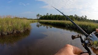 What can I find in Mississippis marshes [upl. by Assanav708]