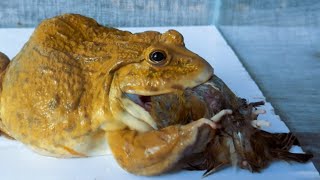 Asian Giant Bullfrog Eats Bird  Bullfrog Live Feeding [upl. by Iatnwahs727]