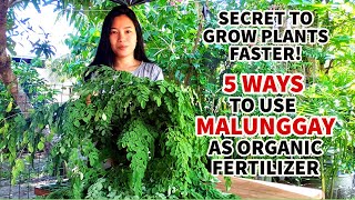 HOW TO MAKE MALUNGGAY FERTILIZER IN 5 WAYS  PAANO GUMAWA NG MALUNGGAY SUPER FERTILIZER SA HALAMAN [upl. by Borlase]