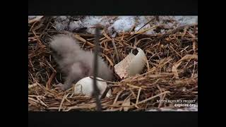 Great View of Newly Hatched Decorah North Eaglet in the daytime 03242024 exploreorg [upl. by Allrud]