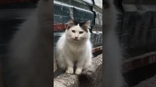 Annenin sözünü dinle evlat keşfet cat kedi öğrenci okul cute kedivideoları funny [upl. by Narut]