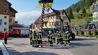 Maibaumstellen in Tonbach  wie immer nur durch Manneskraft [upl. by Idroj]