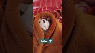 Jadoo Syabi👽👽😘😁🐈🐈shortsytshortscatcatloverpetsanimalsytmrsmitraampsyabifunnyfunnyvideocats [upl. by Lachlan]