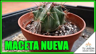 Trasplante de nuestro PRIMER Ferocactus germinado desde semilla Trasplantar sin modificar cepellón [upl. by Carlisle]