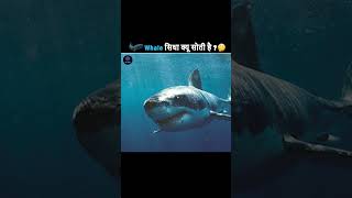 Sperm Whale सीधी क्यों सोती हैWhy sperm whale sleep straight youtube TheFacts [upl. by Kari]