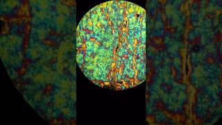 Clinopyroxene Diopside XPL [upl. by Risley]