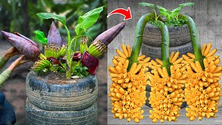 Techniques for Grafting Banana Tree Using Banana Fruit Get amazing results  Grafting Banana Tree [upl. by Enirehtakyram445]